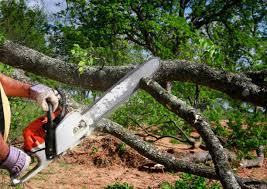 Best Hazardous Tree Removal  in White City, UT