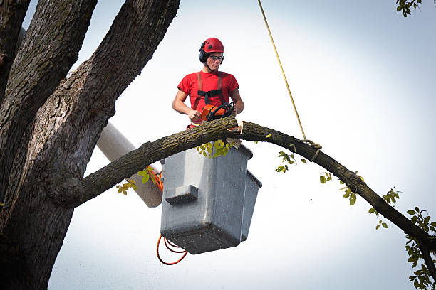 Best Emergency Tree Removal  in White City, UT