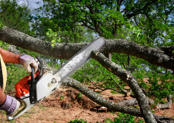 Why Choose Our Tree Removal Services in White City, UT?